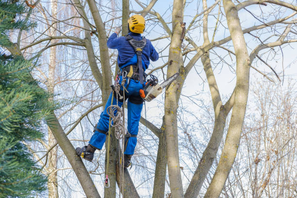 Best Weed Control  in Ho Ho Kus, NJ