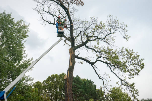 How Our Tree Care Process Works  in  Ho Ho Kus, NJ